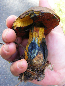 Scarletina Bolete Neoboletus praestigiator.  Indre et Loire, France. Photographed by Susan Walter. Tour the Loire Valley with a classic car and a private guide.