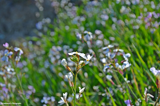 White Flowers, Flower Valley, Flower Field 