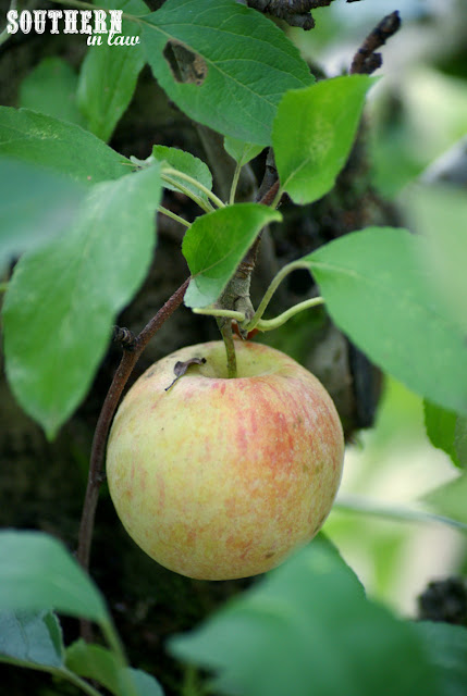 Apple Picking in Bilpin NSW - Pick Your Own Fruit Orchard, Bilpin Springs