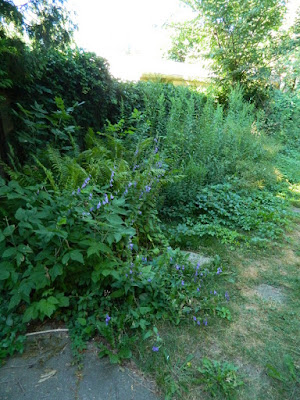 Dovercourt Park Toronto Backyard Garden Cleanup Before by Paul Jung Gardening Services--a Toronto Gardening Company