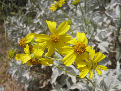 Brittlebush