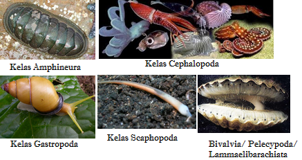 Pengertian Umum Mollusca Ciri Ciri Klasifikasi 