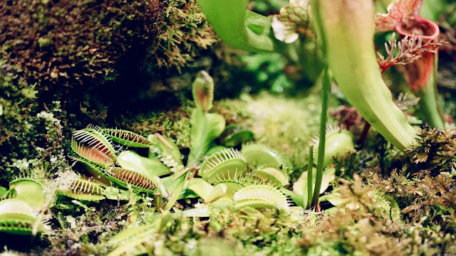 Venus flytraps plant