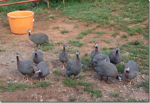 guineas  9.13.2010 015