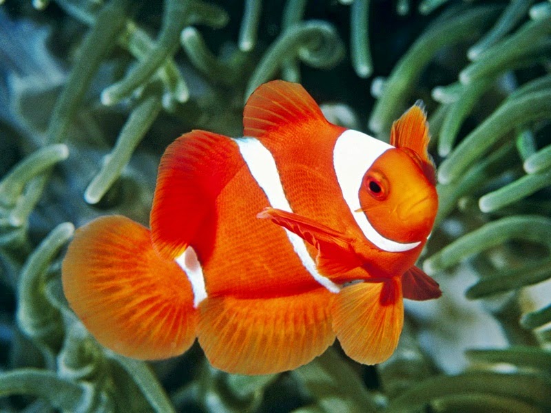  Ikan Nemo  Sudah Bisa Dibudidayakan Akuarium Ikan  Hias