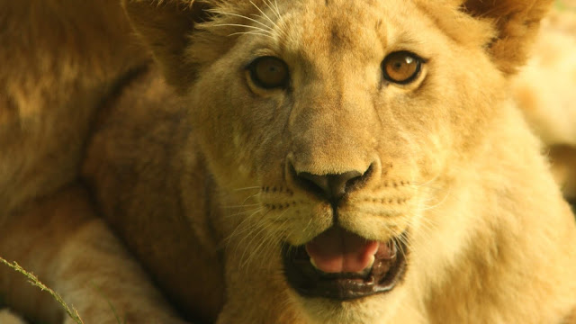 Wallpaper Lion, Cub, Animal, Wild, Africa