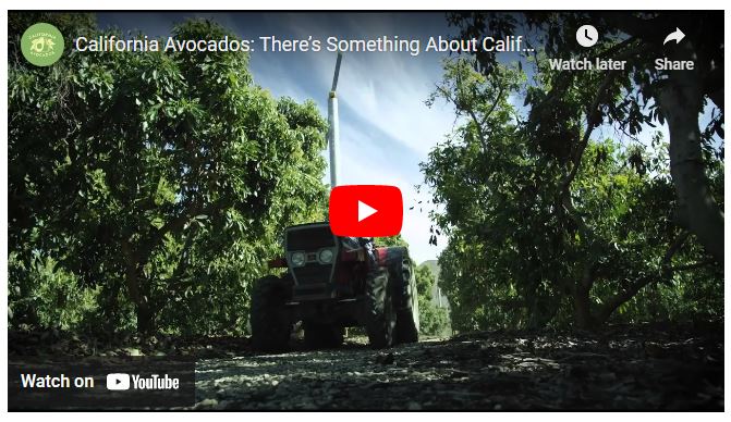 How Do You Identify a Good Avocado Farm?