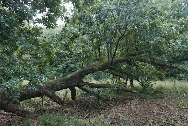 Doorlevende omgevallen boom, demobos Ede, september 2020