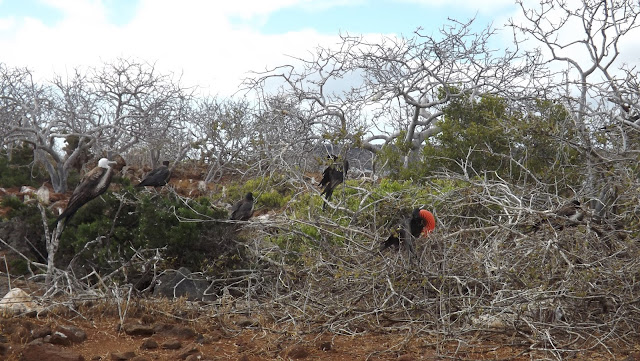 Isla Seymour Norte (Galápagos)