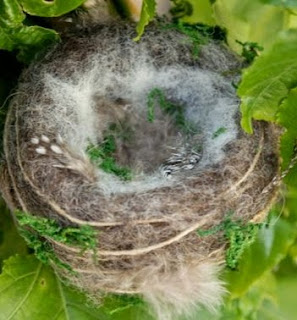 http://translate.google.es/translate?hl=es&sl=en&tl=es&u=http%3A%2F%2Fwww.themagiconions.com%2F2014%2F03%2Fmake-hummingbirds-nest-needle-felting-tutorial.html