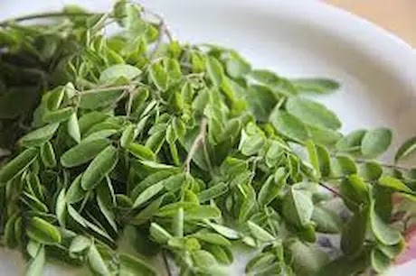 the benefits of moringa