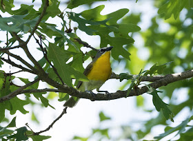 Yellow-breasted Chat - Oak Openings Preserve, Ohio, USA