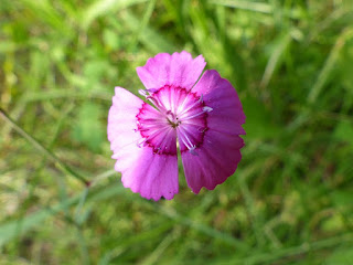 Oeillet à delta - Oeillet couché - Oeillet glauque - Dianthus deltoides 