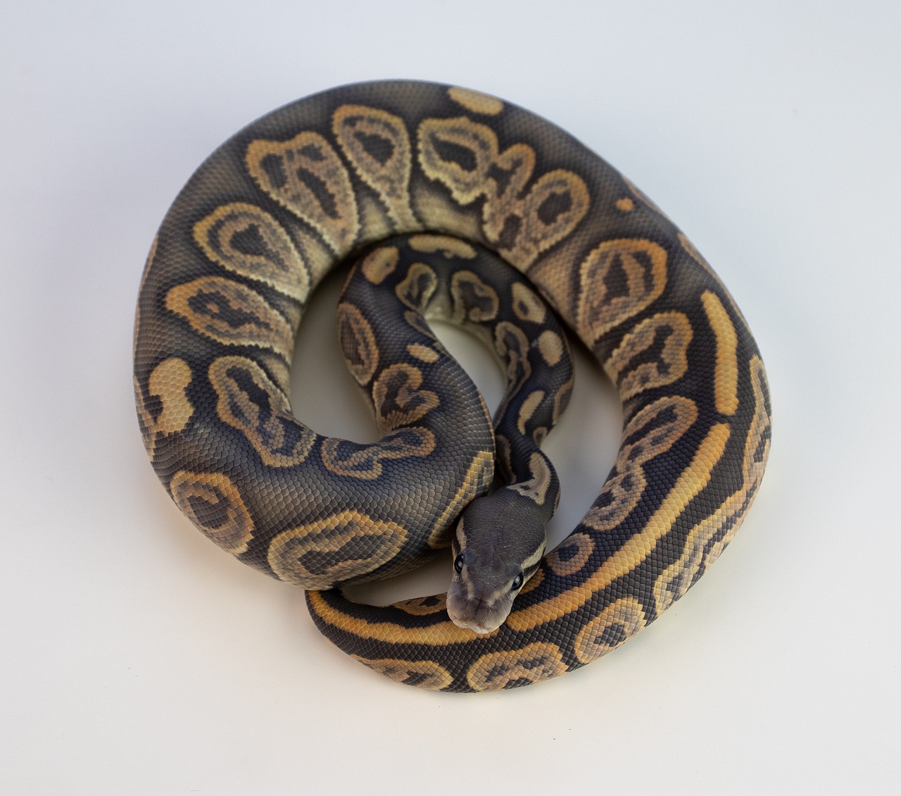 A cute Ball Python