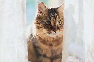 gato mirando a través de la cortina