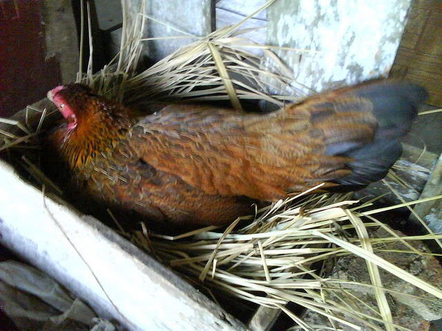 Budidaya Ayam  Bangkok Petarung Serba Budidaya