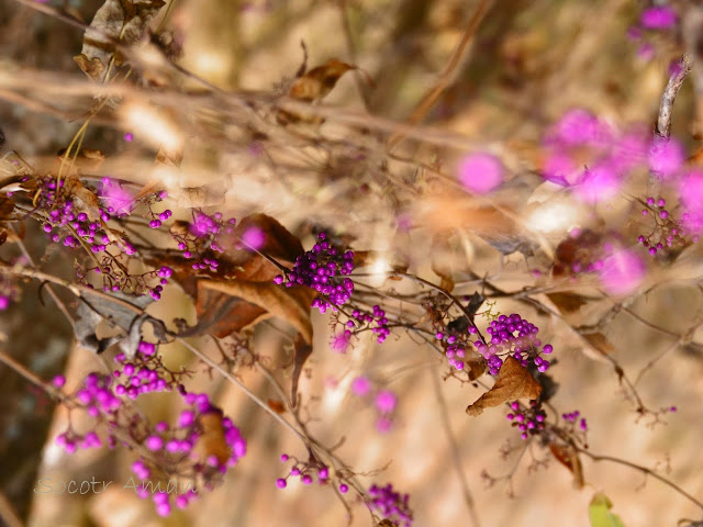 Callicarpa japonica