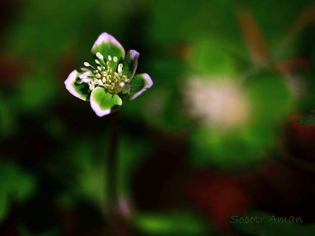 Anemone flaccida