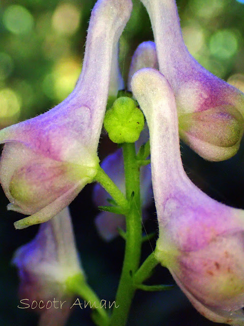 Aconitum fudjisanense