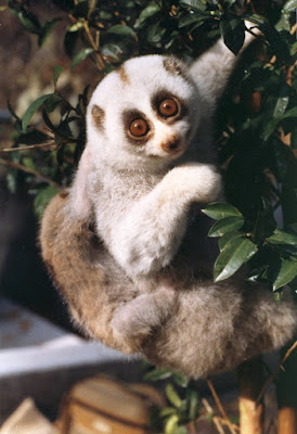 Slow Loris facts and information