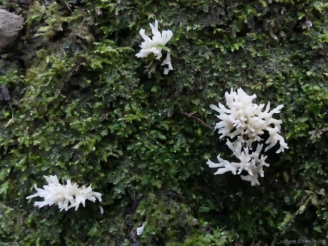 fungus of stringy white