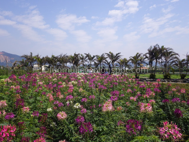 Zhongshe flower market taichung