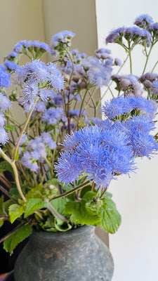 藿香薊 紫色浪漫 毛絨絨的花球 小巧可愛，藥用價值：止血「天然藥」有清熱解毒和消炎止血的功效