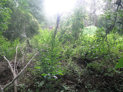 First, I have to clear all this vegetation out of my planting area.