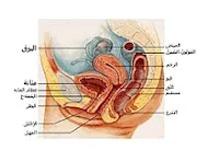 امراض الشرج