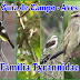 Guia de Campo das Aves do Museu de História Natural e Jardim Botânico da UFMG – Família Tyrannidae