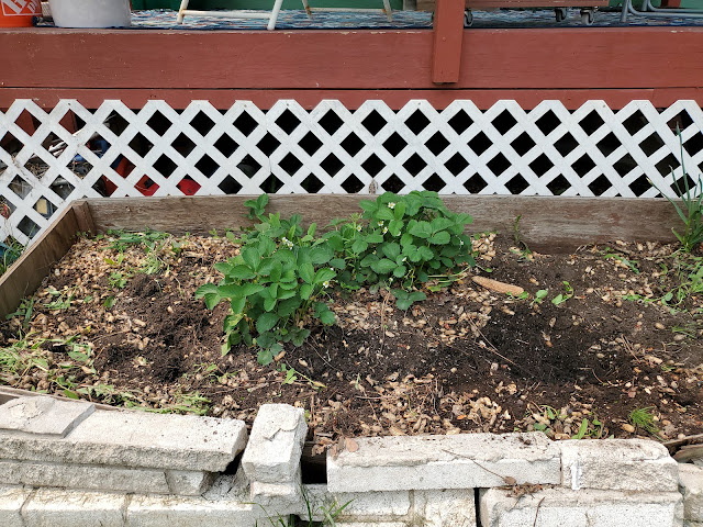 Raised garden bed with a couple of strawberry plants, some weeds, with peanut shells on top of the soil in from of a white trellis with diamond pattern holes along the bottom of a porch.