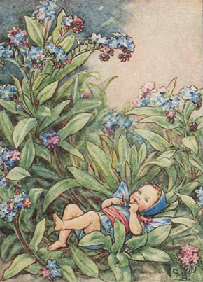 Cicely Mary Barker, Flower Fairies of the Garden, London, 1944, Myosotis Nontiscordardimé ForgetMeNot