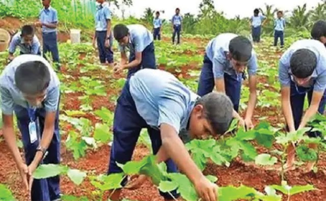 छत्तीसगढ़ के स्कूलों में खेती कराएगी सरकार : कृषि संकाय वाले हायर सेकेंडरी स्कूलों में जैविक सब्जियां उगाएंगे छात्र-छात्राएं, Government will make agriculture in Chhattisgarh's schools