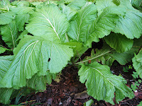 Mustards Plant | Genera Brassica Sinapis 