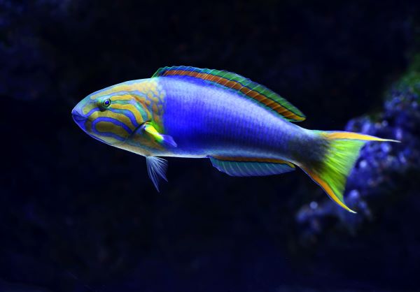 most calm freshwater & marine aquarium fish