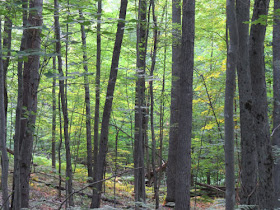 light in forest