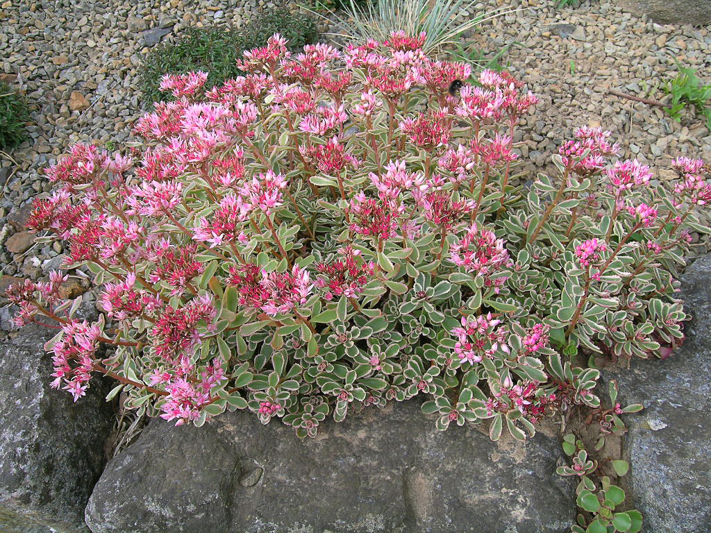 Sedum Spurium Phedimus Spurius Grow And Care Travaldo S Blog