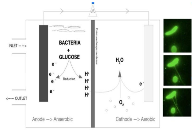 Microbial fuel cell Diagram | Bacterial Nanowires