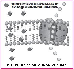 BIOLOGI GONZAGA: SIRKULASI MATERI SEL