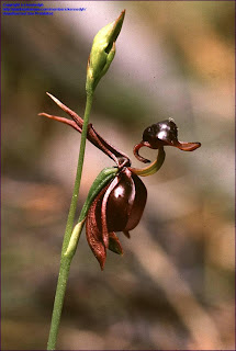 澳洲特產飛鴨蘭（Flying Duck Orchid）by Luis