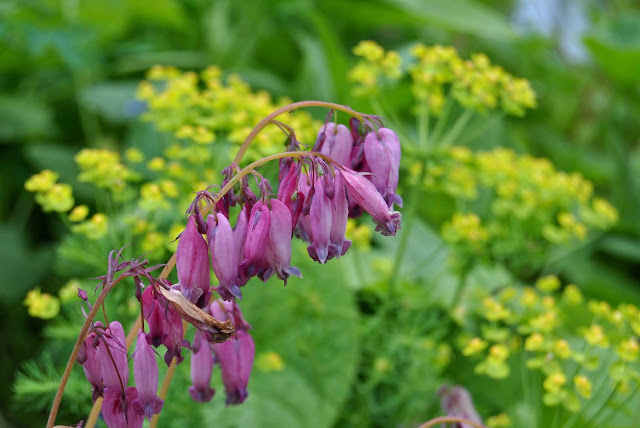 Dicentra formosa Euphorbia cyparissias 