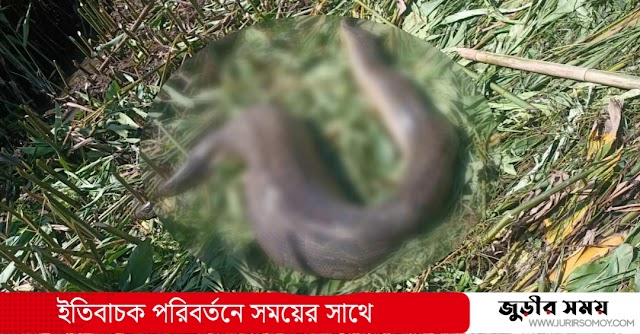 লাঠিটিলা সংরক্ষিত বনে মিলল ৮ ফুট লম্বা মৃত অজগর