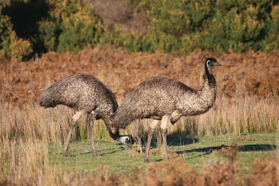 9 Hewan Endemik dari Negara Australia