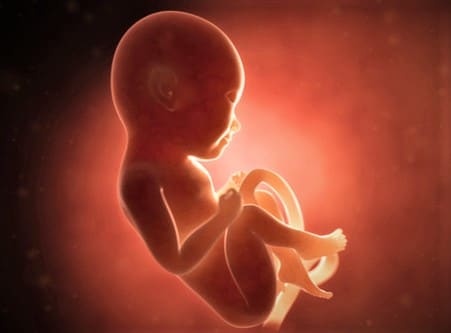 مراحل نمو الجنين بالصور شهريا فى بطن الأم في الشهر الثامن
