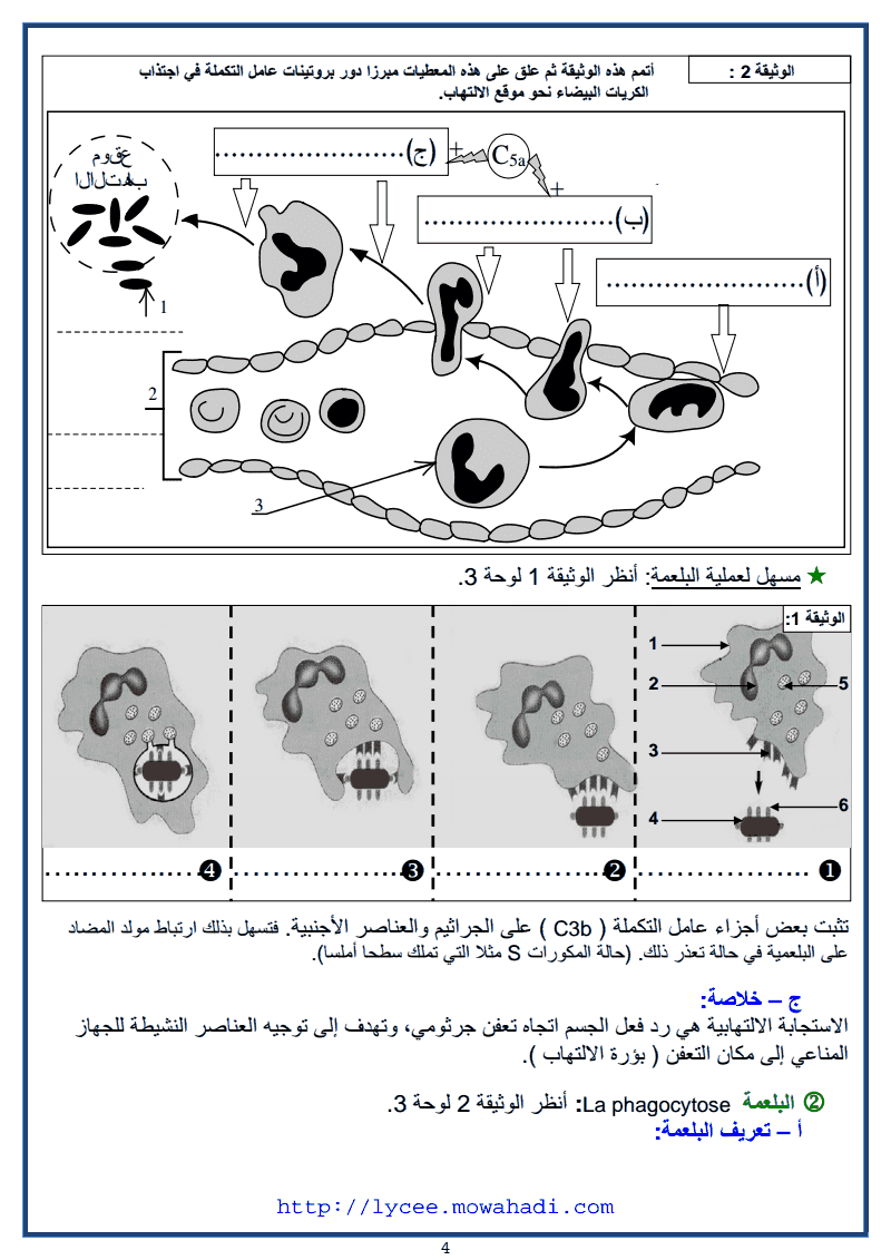 وسائل دفاع الجسم عن ما ھو ذاتي -4