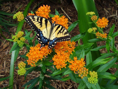 Butterfly Weed with Tiger Swallowtail