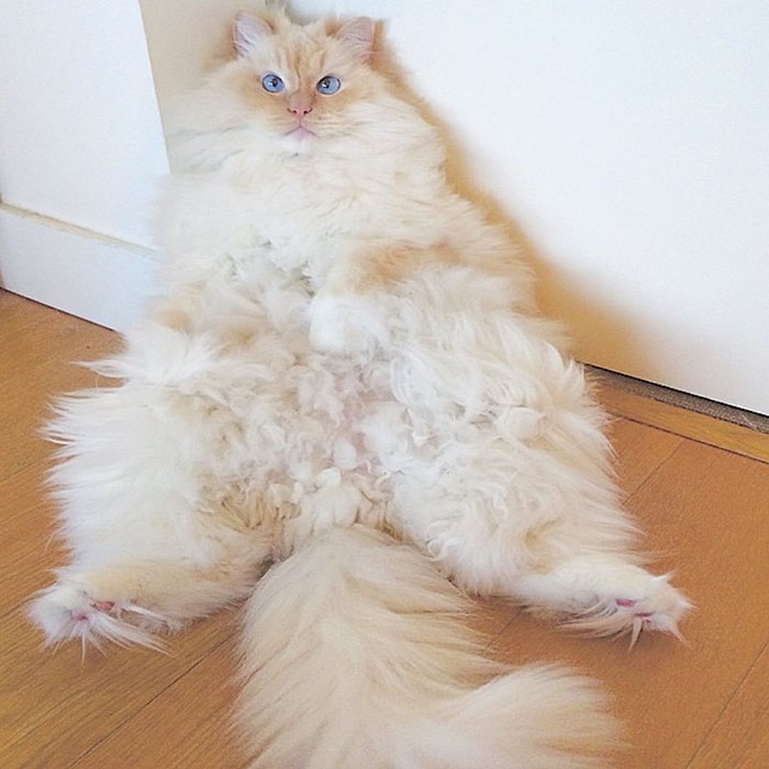 This Cat’s Majestic Fluff Makes It Look Like A Cloud
