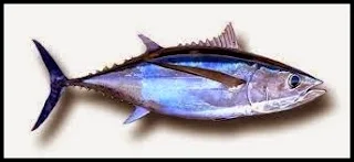 Ikan Tuna Kaya Akan Manfaat