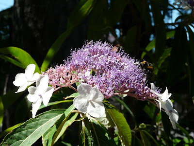 Hydrangea strigosa care and culture