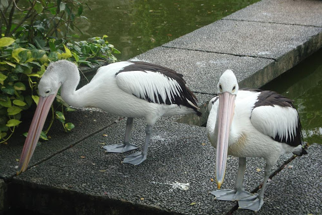 Kebun Binatang Ragunan